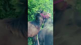 When Horses Act Like Comedians – Try Not to Laugh subscribe youtubeshorts shorts trending fyp [upl. by Sayers410]