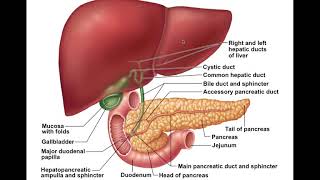 Chapter 23 Digestive System Part4 [upl. by Zeeba]