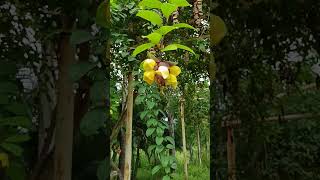 Gmelina philippensisflowers of yellow blossoms from a pendant structure overlapping bracts [upl. by Urial]