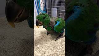 Removal of a digestive foreign body from a young eclectus parrot eclectusparrot [upl. by Imoyik861]