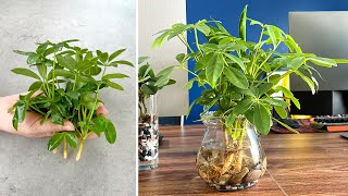 Propagating the schefflera plant as an aquatic plant that cleans dust in the air [upl. by Cirdnek714]