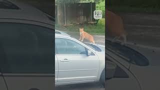 Orange Cat Starts Acting Silly When Owner Confronts Her [upl. by Annawek]