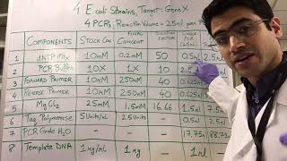 How To PCR Calculations [upl. by Emia422]