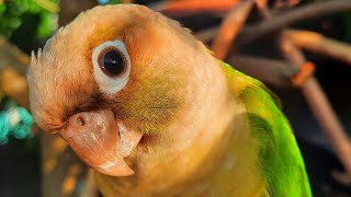 Conure Bird Sounds for Lonely bird to make happy [upl. by Beitz]