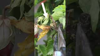 Heres How To Treat Hibiscus Dieback Disease [upl. by Mcfarland]