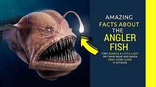 Angler fish facts for kids Intrusting facts you need to know about Angler fish [upl. by Annis]