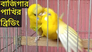 Budgies matting call sound in cage  Best breeding Season [upl. by Tadich738]