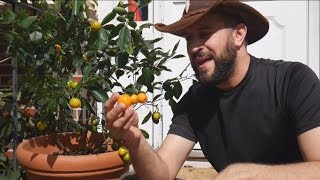 Grow Citrus Indoors With A Calamondin Orange Tree [upl. by Assira]