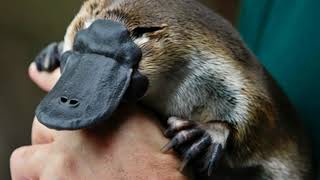 Platypus Facts Interesting Facts about Platypus Facts about Platypus [upl. by Arykahs]