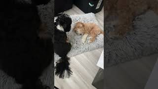 Puppies lazy playing on the dog bed 😅🐾🐶❤️ [upl. by Gae]