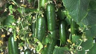 Hydroponic Cucumbers  Grown indoors with a LED grow light [upl. by Ecnaralc745]