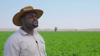 Lucerne Farming in Botswana A Guide to Successful Cultivation and Harvest [upl. by Berte]