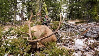 Mountain Archery Elk  Wyoming [upl. by Nerat]