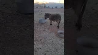 His look  the end 😄 🤣 homestead donkey cute [upl. by Comstock]