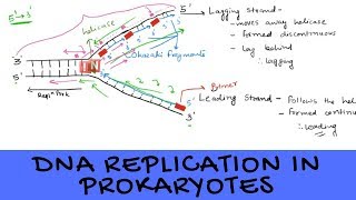 DNA Replication in Prokaryotes  An Overview [upl. by Aihtennek239]