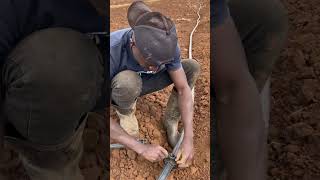 Installing Sprinkler irrigation shortshorts short farming tranding [upl. by Aillemac]