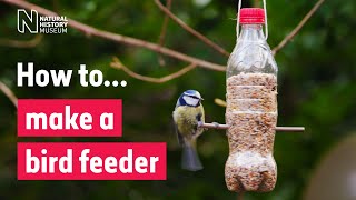 How to make a bird feeder  Natural History Museum [upl. by Eenwahs]