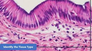 Lab Practical Study Guide Epithelial amp Connective Tissues including blood cartilage and bone [upl. by Pleasant]