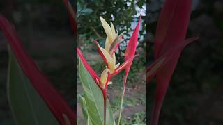 heliconia 🌼 plantsforsale heliconia adenium rainlilyflower [upl. by Womack763]