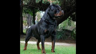 Von ruelmann Rottweilers day in the life of a German Rottweiler Breeder Episode 1 [upl. by Eelana]