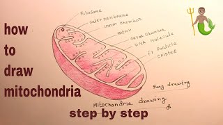 How TO Draw diagram of mitochondriamitochondria drawing [upl. by Hayse875]