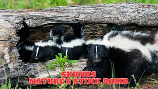 Skunks  Natures Stink Bomb [upl. by Leoni916]