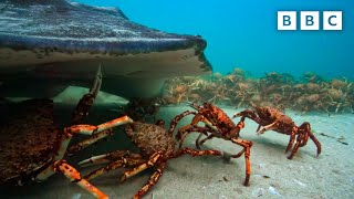 The incredible unity of the spider crab  Spy in the Ocean  BBC [upl. by Ridan]