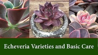 Echeveria Varieties  Easy to Grow Succulents Care and Watering [upl. by Leunas]