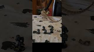 I Finish my Salamanders Devastator Squad and go on a Salamander Hunt in Real Life warhammer40k [upl. by Jaunita]