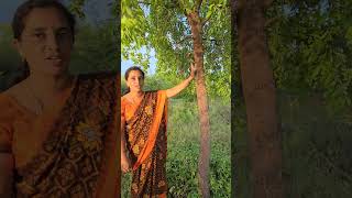 Sandalwood tree farming sandalwood wood nature organicfarming [upl. by Yatnahc]