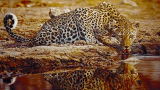 Tony Karpinski Leopard Drinking  Dawsons Auctioneers [upl. by Ethben718]