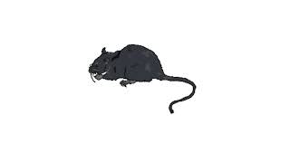 Rat Realistic Sound Effects  All Sounds Station [upl. by Vance219]