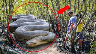 The Largest Snake On Earth Was Caught On Camera Is that a Titanoboa [upl. by Gamali326]