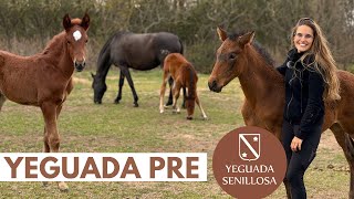 Yeguada Senillosa – Cría del Pura Raza Español 🐴 🇪🇸 como funciona una yeguada 🍼 [upl. by Virgil]