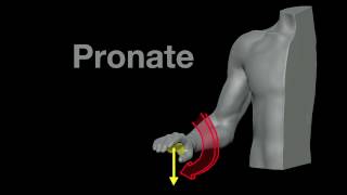 Arm Muscles 21 Pronation and Supination [upl. by Damas]