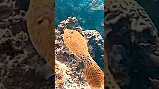 Filefish scubadiving philippines ocean [upl. by Gillead]