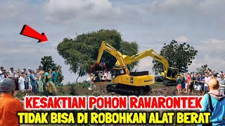 Viral  Kesaktian Pohon Rawarontek Tidak Bisa Mati dan Tidak Bisa Dirobohkan Dengan Alat Berat [upl. by Hannad358]