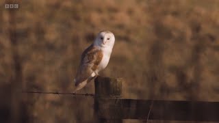 Chris amp Michaela explain why Barn Owls are quiet in flight  Winterwatch 2024 [upl. by Fanny340]