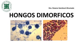 Microbiología  Hongos dimórficos  Unidad3  sem15 URP [upl. by Aiuoqes]