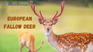 European fallow deer wildlife species [upl. by Kassel]