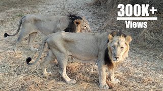 Asiatic Lion  Sasan Gir  INDIA [upl. by Cram]