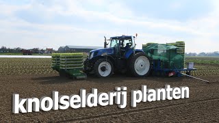 knolselderij planten  koelhuis jacobs [upl. by Erdreid]