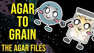 The Agar Files  Inoculating Agar to Grain [upl. by Mungovan843]