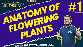 Anatomy of Flowering Plants Class 11 Biology NCERT Chapter 6 1  Tissue System Dicot Root  Atharv [upl. by Nos965]