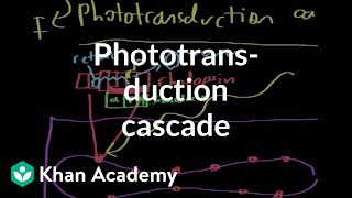 Sense Of Vision  Scotopic Vision Detailed  Photoreceptor Cells [upl. by Singer]