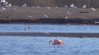 Zwillbrocker Venn die ersten Flamingos kehren aus ihren Winterquartieren zurück [upl. by Fidel]