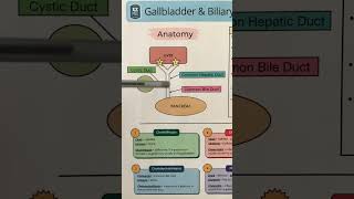 🔥 Anatomy in 60 SECONDS Gallbladder Bile Ducts Liver Biliary Tree amp System [upl. by Mcgurn]