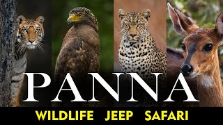 Jeep safaris in Panna National Park  The stunning Ken River Wildlife  Panna Tiger Reserve Safari [upl. by Kathrine]