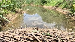 “BEAVERS FLOODGATE FAILS” Unclogging Beaver Dam From Lake Drain [upl. by Charlotte]