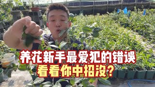 新手最爱犯的养花问题看你中招没 [upl. by Helfant]